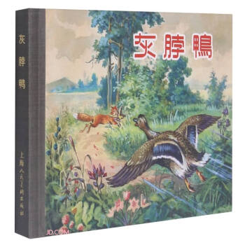 灰脖鴨 灰脖鴨