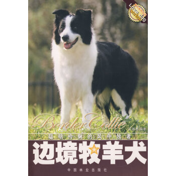 邊境牧羊犬 邊境牧羊犬