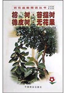 榕樹菩提樹橡皮樹無花果 榕樹菩提樹橡皮樹無花果